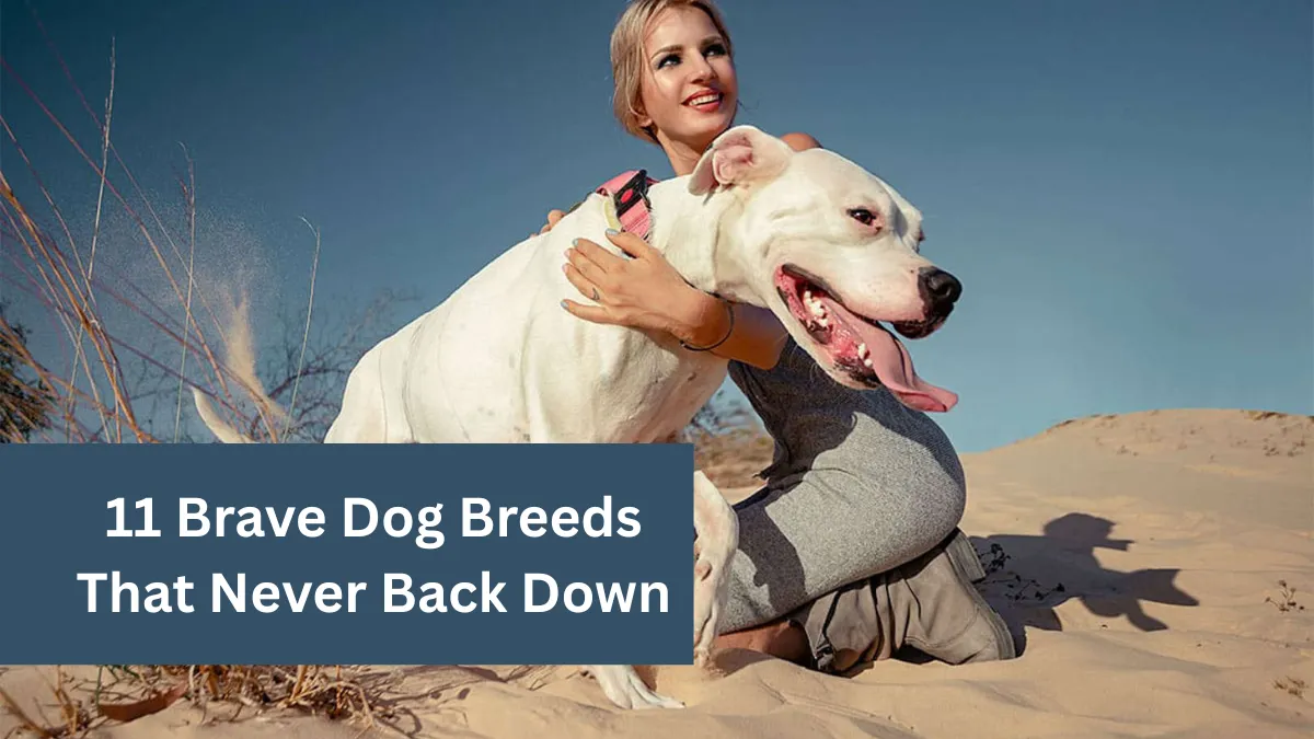 11 Brave Dog Breeds That Never Back Down