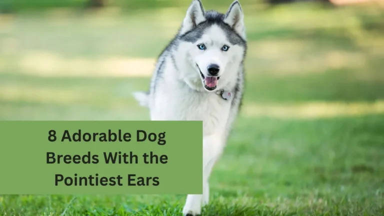 8 Adorable Dog Breeds With the Pointiest Ears