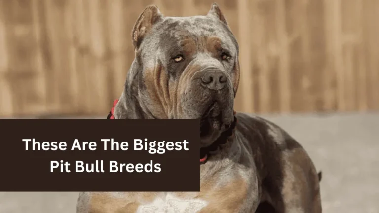 These Are The Biggest Pit Bull Breeds
