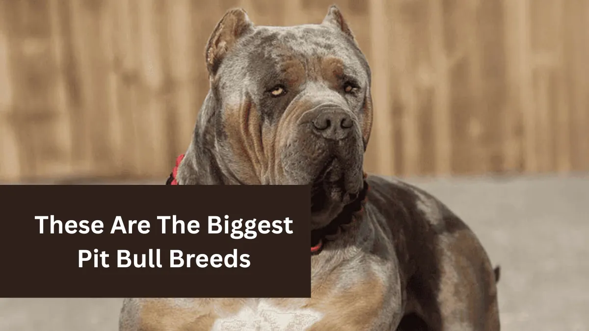 These Are The Biggest Pit Bull Breeds