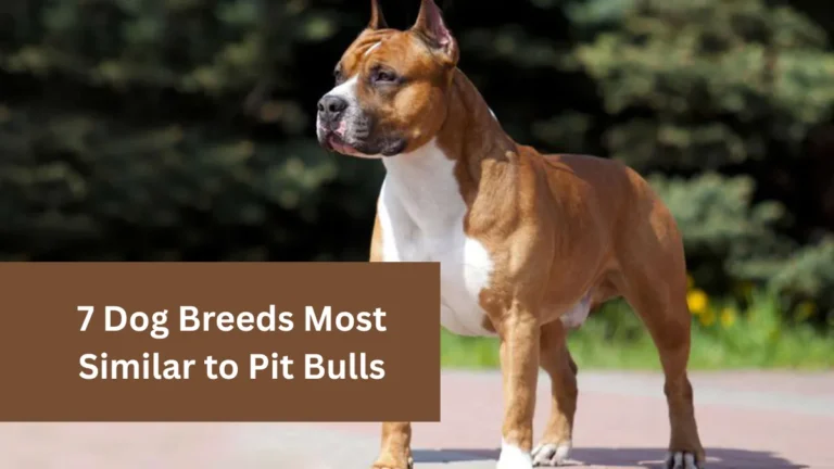 7 Dog Breeds Most Similar to Pit Bulls