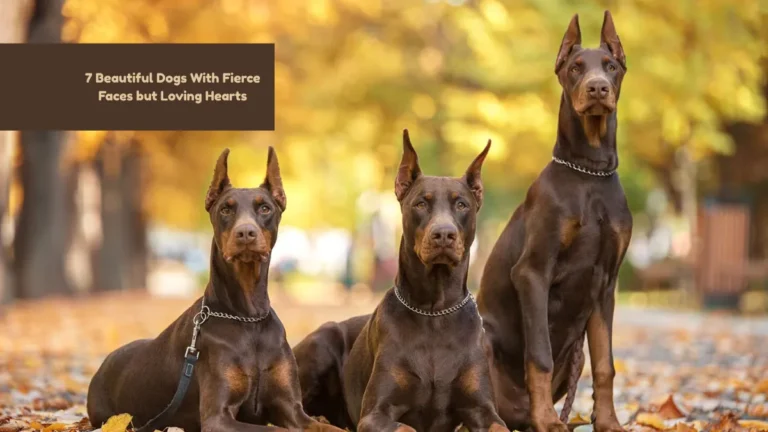 7 Beautiful Dogs With Fierce Faces but Loving Hearts