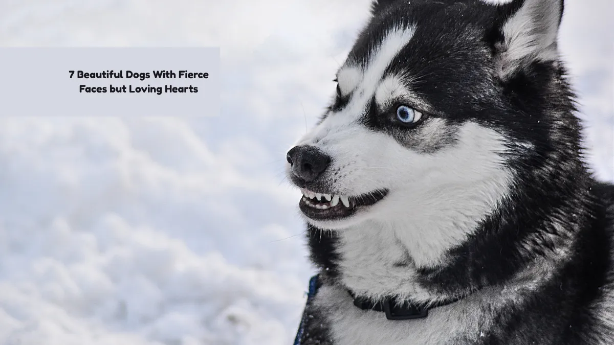 5 Dog Breeds That Are Almost as Strong as Wolves