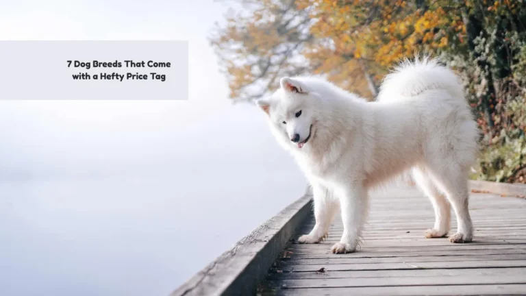 7 Dog Breeds That Come with a Hefty Price Tag