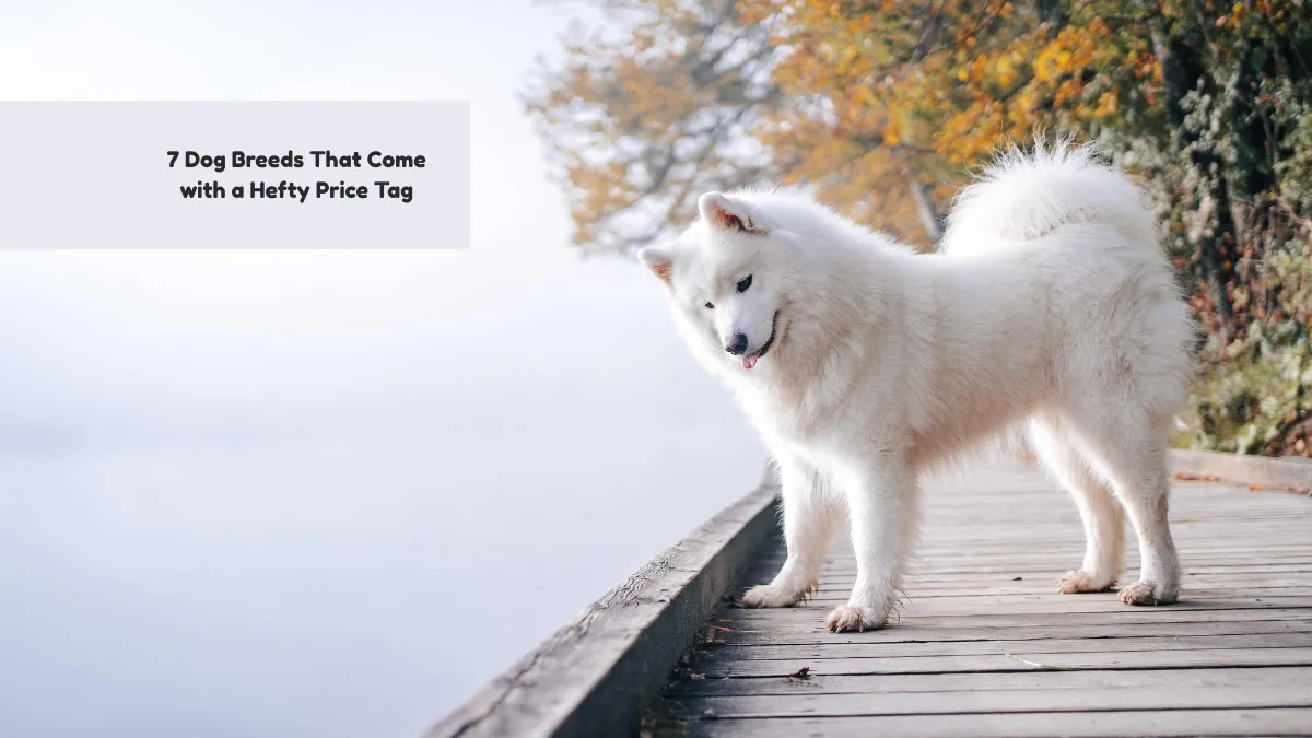 7 Dog Breeds That Come with a Hefty Price Tag