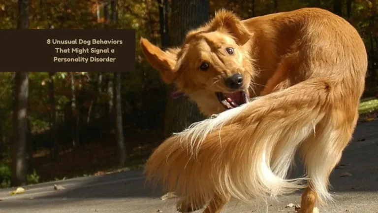 8 Unusual Dog Behaviors That Might Signal a Personality Disorder