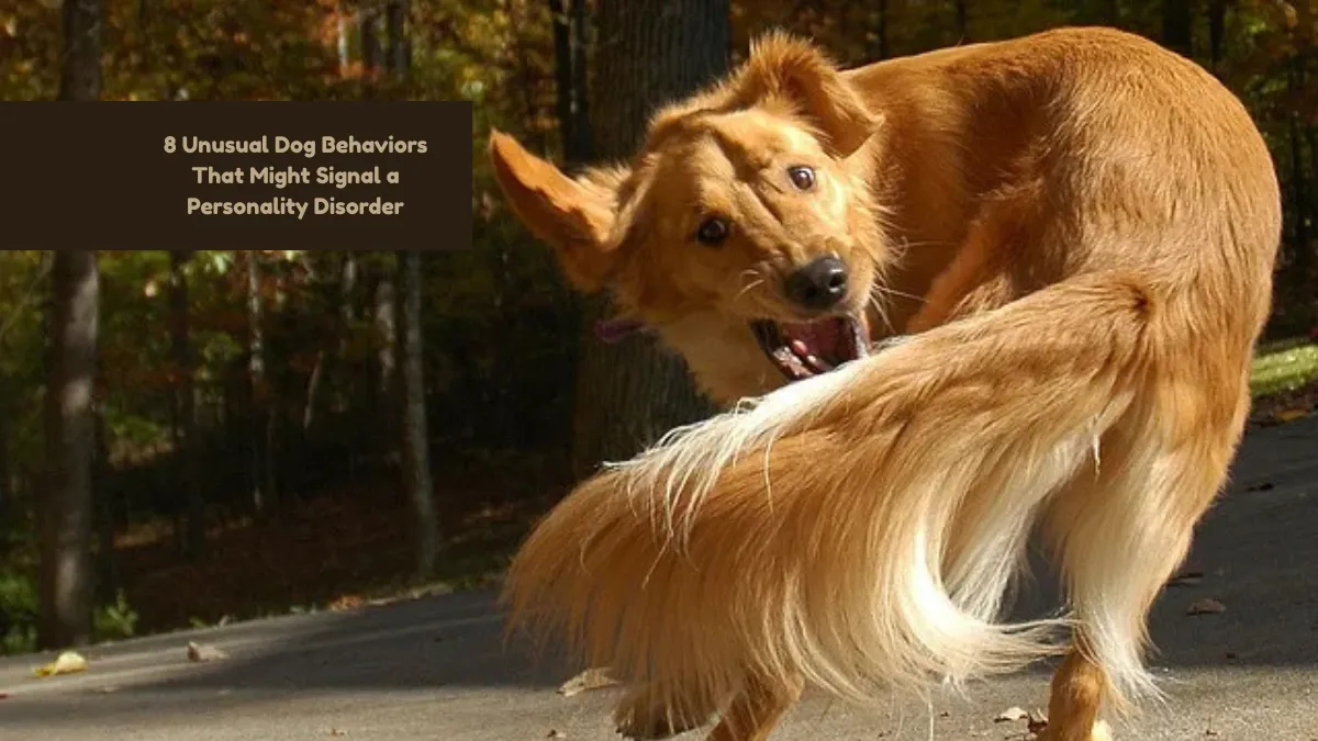8 Unusual Dog Behaviors That Might Signal a Personality Disorder